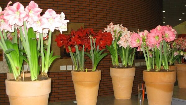 amarillisz ültetése