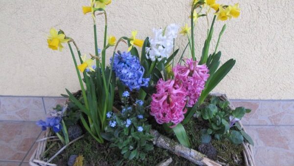 elElvirágzott hagymás növények újravirágoztatása