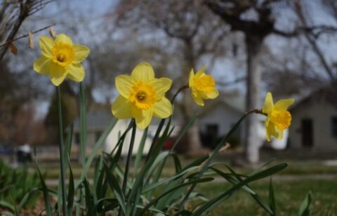 sárga nárcisz, a tavasz kedves hírnöke