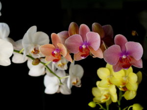 dúsan virágzó orchidea