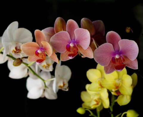 dúsan virágzó orchidea - orchidea föld