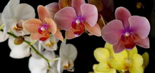 dúsan virágzó orchidea