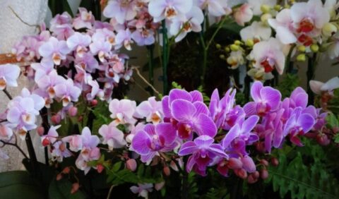 Orchidea kártevői és ellenszereik