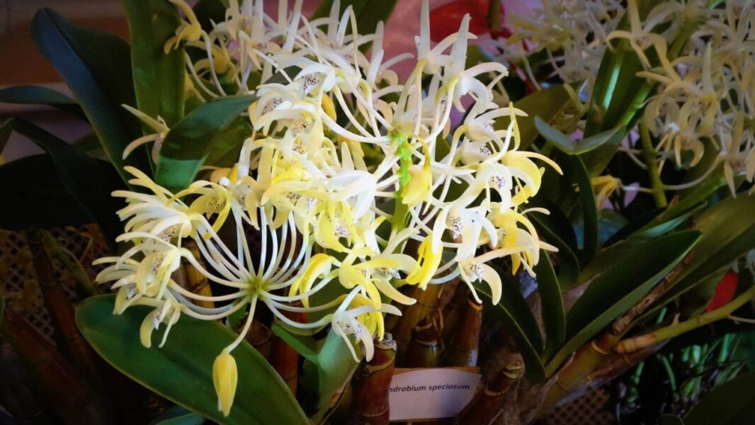 legszebb orchidea