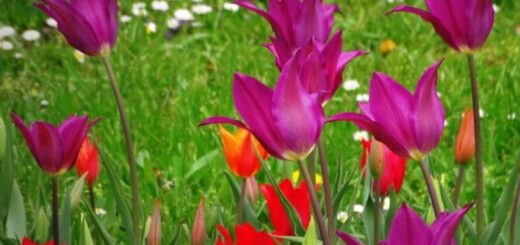 tulipán csodák