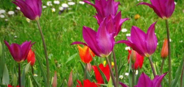 tulipán csodák