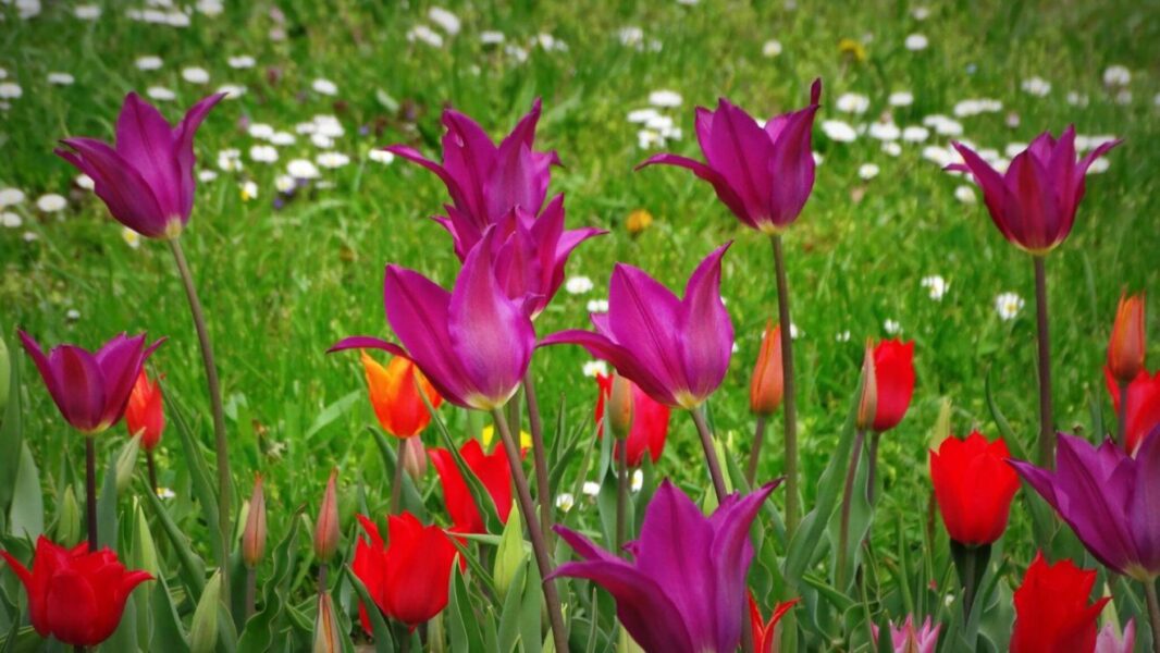 tulipán csodák