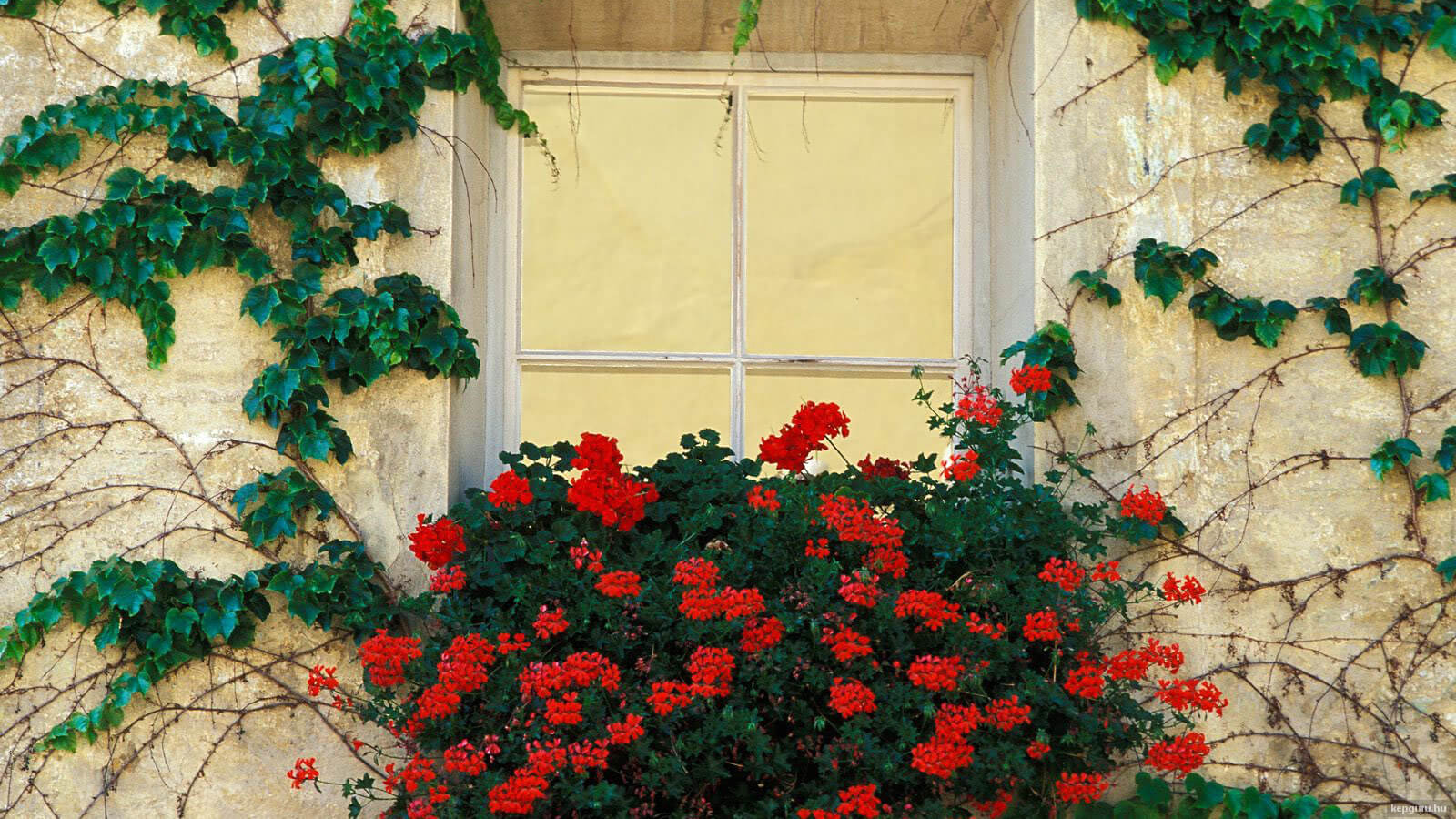 Розы на балконе
