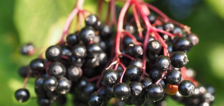 Vadontermő gyógynövények gyűjtése fekete bodza