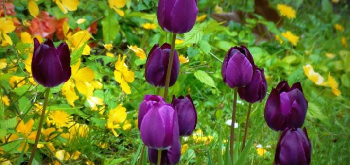 tavaszkert 2019 kiállítás nyertesei