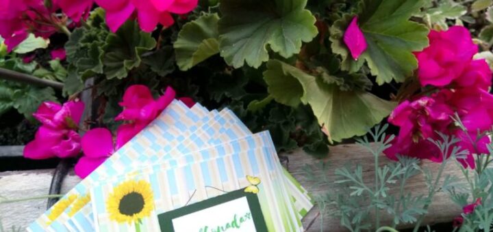 muskátli gondozása