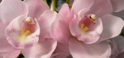 cymbidium, csónakorchidea