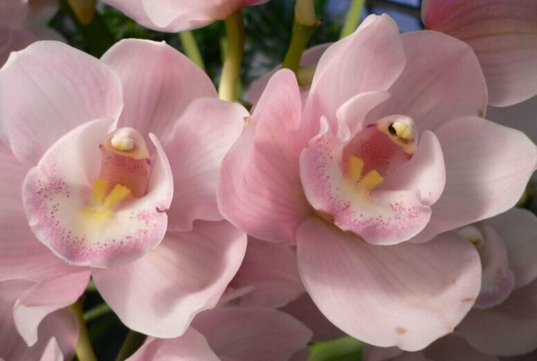 cymbidium, csónakorchidea, orchidea kiállításra