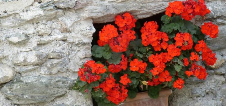 muskátli teleltetés