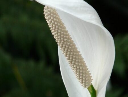 Légtisztító növények a NASA szerint, vitorlavirág