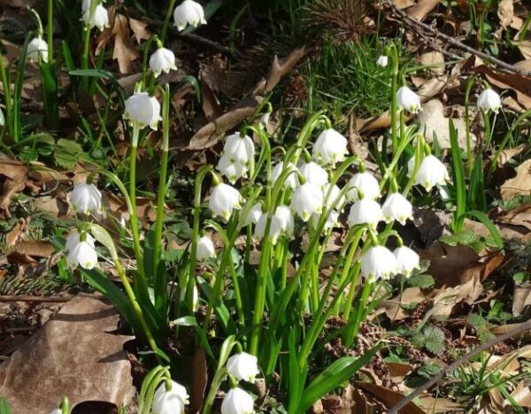 tavaszi tőzike fehér virágai