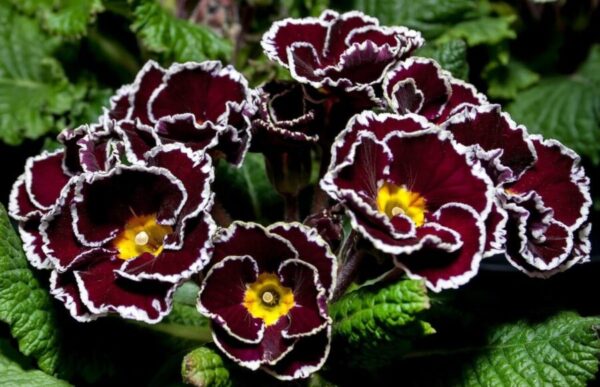 kankalin (primula) gondozása