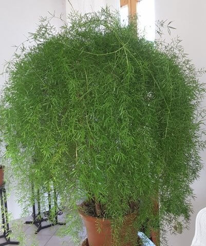 aszparágusz gondozása