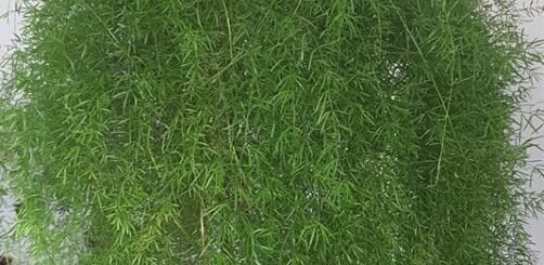 aszparágusz gondozása