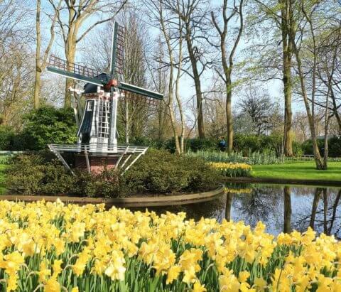 tulipánvirágzás Hollandiában