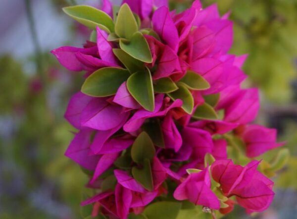 murvafürt (bougainvillea)