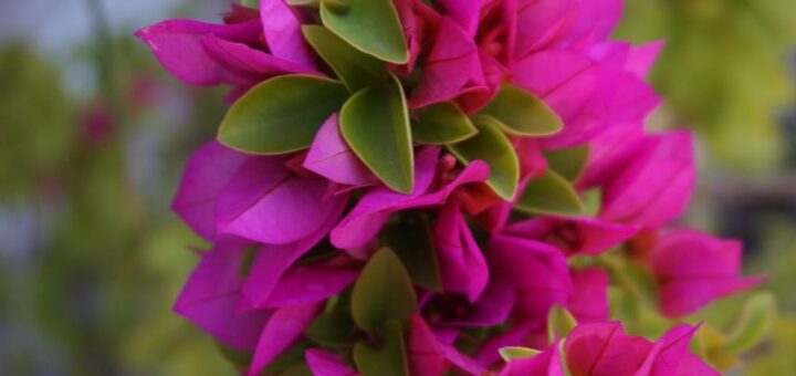 murvafürt (bougainvillea)