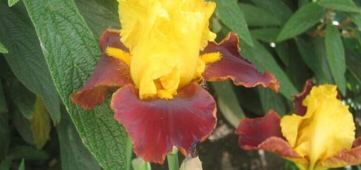 írisz, szakállas nőszirom