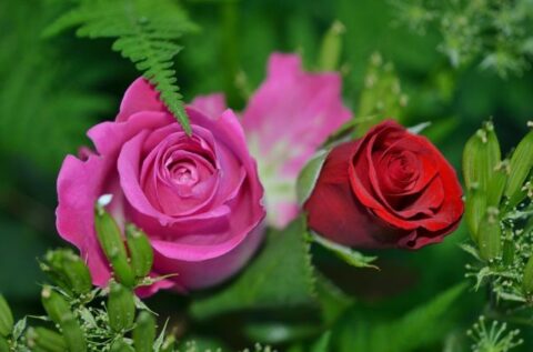 két szál rózsa