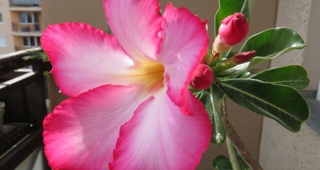 rózsaszín sivatagi rózsa