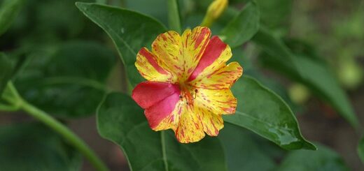 csodatölcsér, Balkonada olvasói fotók videó – május