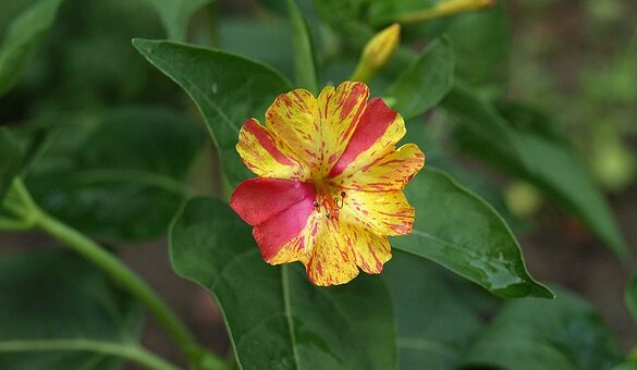csodatölcsér, Balkonada olvasói fotók videó – május