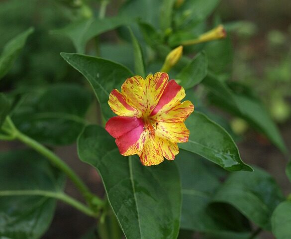Csodat lcs r Gondoz sa Szapor t sa Balkonada