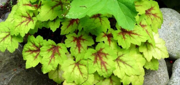 Tűzeső, tűzgyöngyvirág (Heuchera)