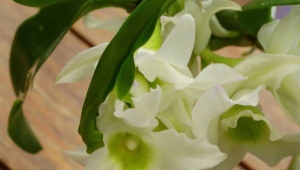 Dendrobium nobile gondozása