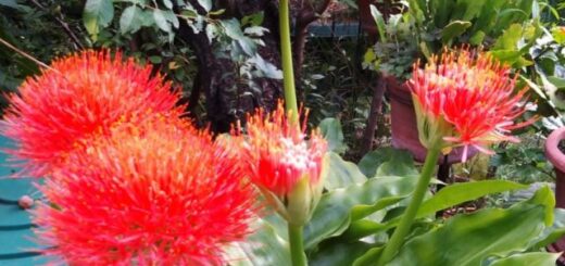 piros vérvirág (Scadoxus)