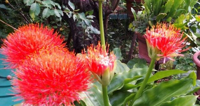 piros vérvirág (Scadoxus)