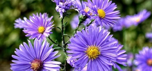 kék színű törpe őszirózsa