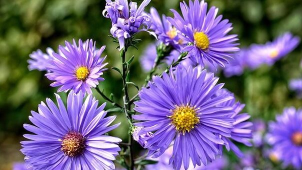 kék színű törpe őszirózsa