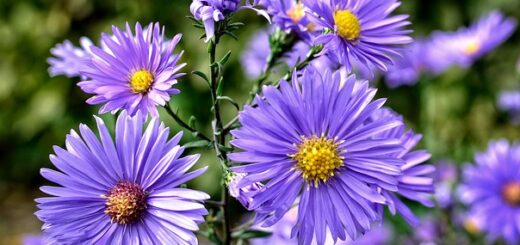 törpe őszi rózsa (Aster dumosus)