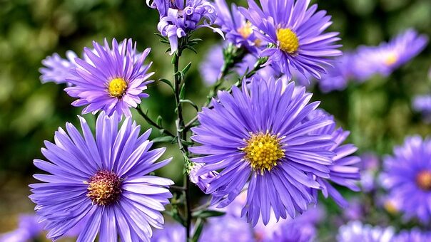 törpe őszi rózsa (Aster dumosus)