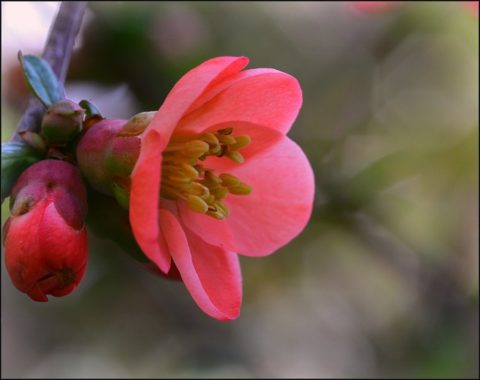 japánbirs, Így nyílnak ki a virágok