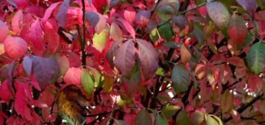 szárnyas kecskerágó