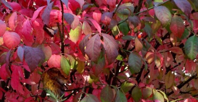 szárnyas kecskerágó