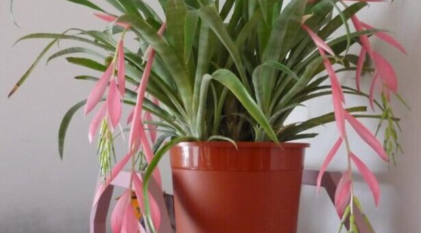 bókoló bilbergia gondozása