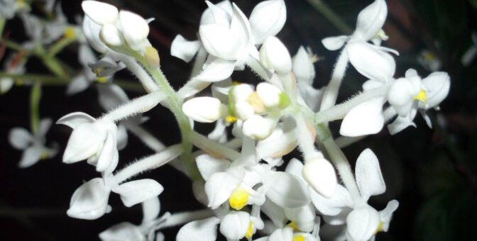 Fekete ékszerorchidea (Ludisia discolor)