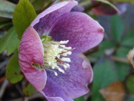 Hunyor fajták és gondozásuk