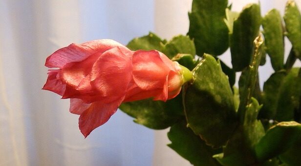 karácsonyi kaktusz betegségei