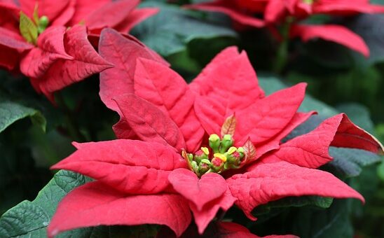 piros mikulásvirág