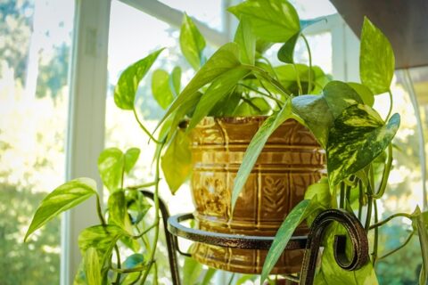 szobanövények igényei, házi csodaszer növényekhez