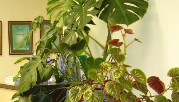 szobanövények a lakásban